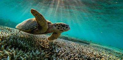 Africa's large aquatic animals are being hunted and traded: we assessed the scale