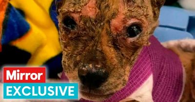 Puppy who was set on fire survives without ears and gets adopted by lady who saved him