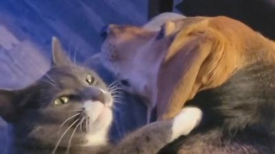 Odd Couple: Cat And Dog In Viral Cuddle On Sofa After Becoming Best Pals