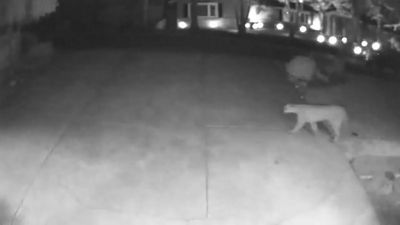 Feeline Spooked: Families Warned Over Pair Of Pumas Prowling California Neighborhood