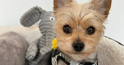I bought this best-selling £13 Amazon harness for my dog - and it’s so easy to put on