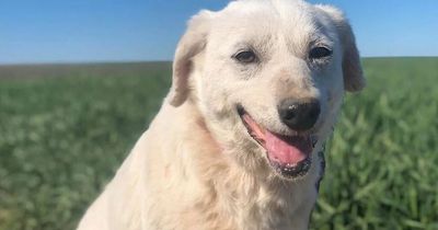 Adorable dog rescued from hoarder covered in bite marks searching for new home