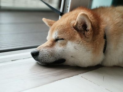 Dogecoin Trades Muted As Rival Meme Coin Shiba Inu Makes Way To Robinhood