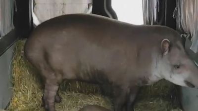 Tapirs Flee Ukrain Zoo Where Three Keepers Have Died And Animals Face Euthanasia Or Starvation