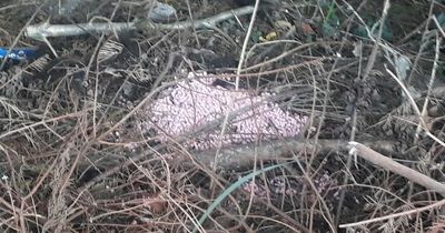 Concern after rat poison found in residential street in East Belfast