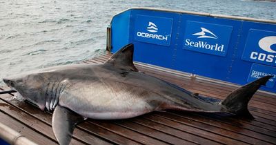 Monster 13ft 'Jumbo Jaws' Great White Shark spotted on radar in shallow waters