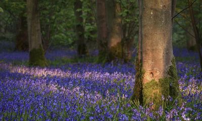 Share a tip on great places in the UK to see bluebells – you could win a holiday voucher