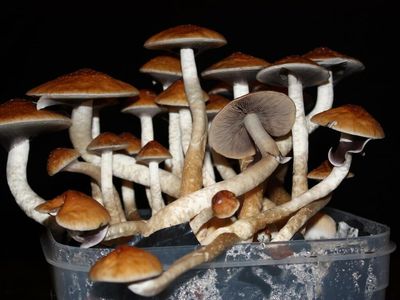 New Psilocybin Research Bill In Oklahoma Would Allow Production Of Mushrooms, But No Decrim Moves Yet