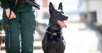 PSNI dogs trained to track down suspects, evidence and the missing using world class equipment