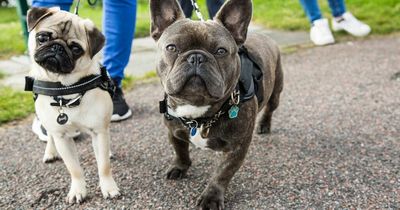 French Bulldogs and Pugs could become BANNED breeds to crack down on health fears