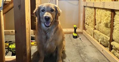 Crafty woman transforms under stairs cupboard into every dog's dream in just two weeks
