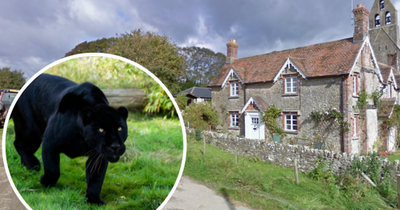 Big cat resembling a 'panther' spotted near Frome