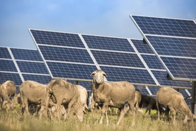 NZ's largest solar farm to be built near Taupō