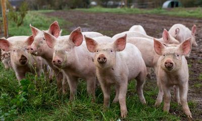 Pic to pork – shifts in language from field to fork