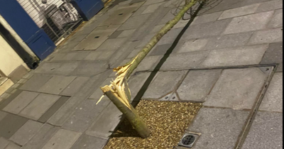 Trees planted as part of Enniskillen public realm scheme vandalised