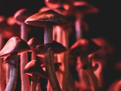 Magic Mushrooms Are More Effective Than Antidepressants In Treating Depression, New Study Shows