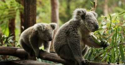 How Port Stephens' koala population could help save the species from the brink of extinction