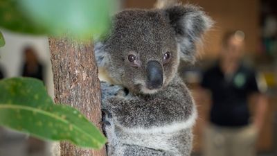 Koala sperm could be the insurance policy that saves the species from extinction