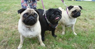 Pugs and French Bulldogs could be banned in UK as part of crackdown