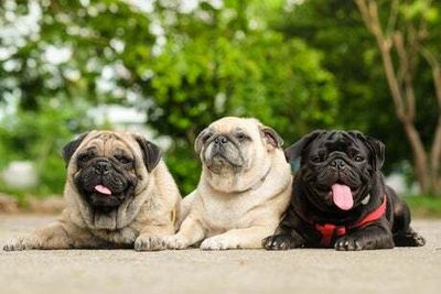 Pet charity calls for tougher rules on breeding pugs and French bulldogs over health issues