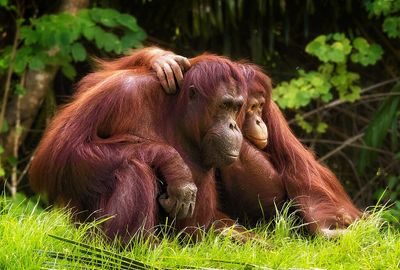 Orangutans have their own "dialects"