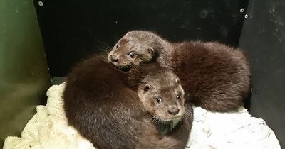 Orphaned otters found abandoned in River Aire after losing their mum need names with public urged to help