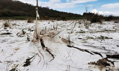 Country diary: What looks like snow but acts like paper?