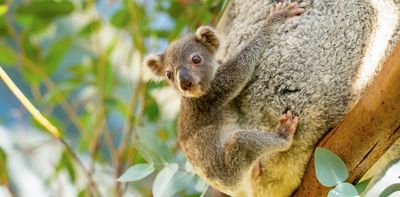 Frozen sperm and assisted reproduction: time to pull out all stops to save the endangered koala