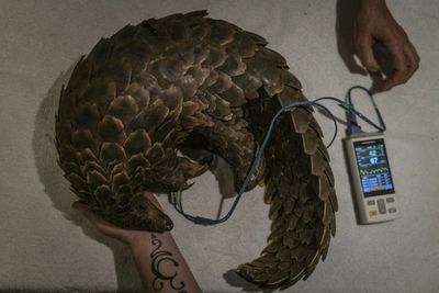 Endangered pangolins get fresh chance in S.African clinic