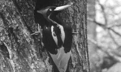 Back from the dead? Elusive ivory-billed woodpecker not extinct, researchers say