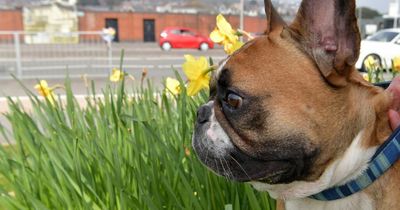 Pugs and French Bulldogs could be banned across UK amid campaign over dangerous 'over-breeding'