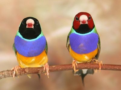 Endangered native Gouldian Finches rebound