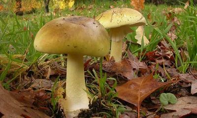 Victoria issues urgent health warning against eating death cap and yellow-staining mushrooms