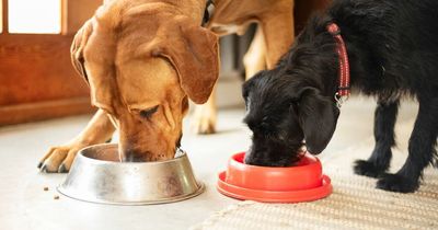 Warning to pet owners as common dog bowl cleaning mistake can make them ill