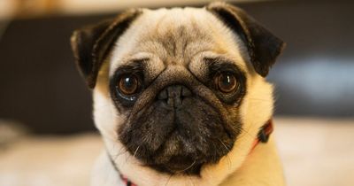 French Bulldog and Pug breeding 'should be banned' according to welfare charity