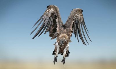 Poison, persecution and people: why Kenya’s raptors are disappearing