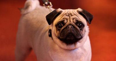 French bulldog and pug breeding crackdown could be brought in after health issues