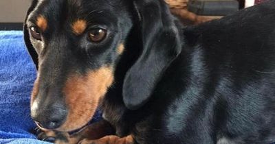 Woman in shock after noticing wrong name on her rescue dog's ashes