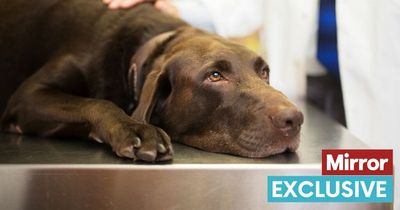 Vet urges owners not to give their dogs paracetamol as cost of living rises