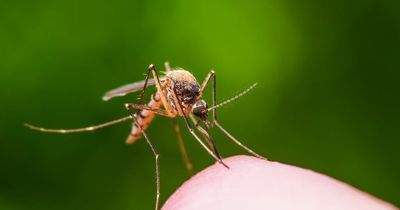 Zika virus transmission and symptoms as study reveals danger of mutation
