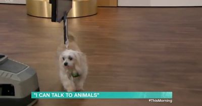 ITV This Morning studio chaos as guest's dog ruins Ainsley Harriott's cooking segment