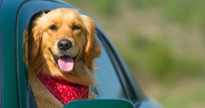 Drivers face £5,000 fine for risking pet’s safety when behind the wheel
