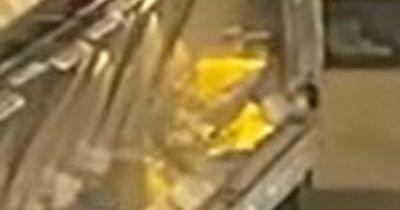 Tesco horror as rodent seen wriggling into crisp display in stomach-turning video