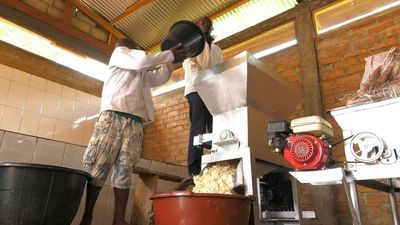 Cameroon sees cassava flour boom as grain prices surge