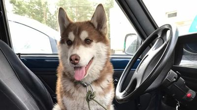 Family’s Heartwarming Reunion With Husky Lost In Ukraine War Zone