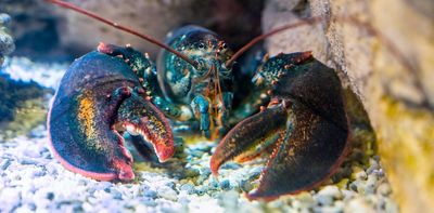 Lobsters and octopuses have feelings, says new animal welfare bill – so will UK law change?