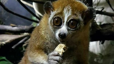 Slowly Does It Mum: Gentle Slow Loris Shows Off Her Babies