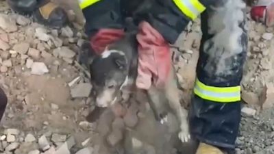 Ukrainian Cops Save Dog Buried In Rubble After Russia Shells Village