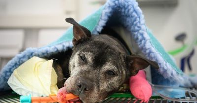 Vet praised for touching letter to dog urging her 'not to panic' before visit