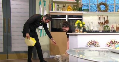 ITV This Morning viewers hysterical as dog causes chaos in studio and eats chef Ainsley Harriott's chicken